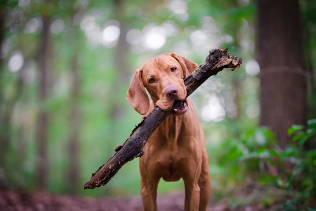 Wandelen Met De Hond Waar Mag Het Veilig Wandelen Met De Hond In De Natuur