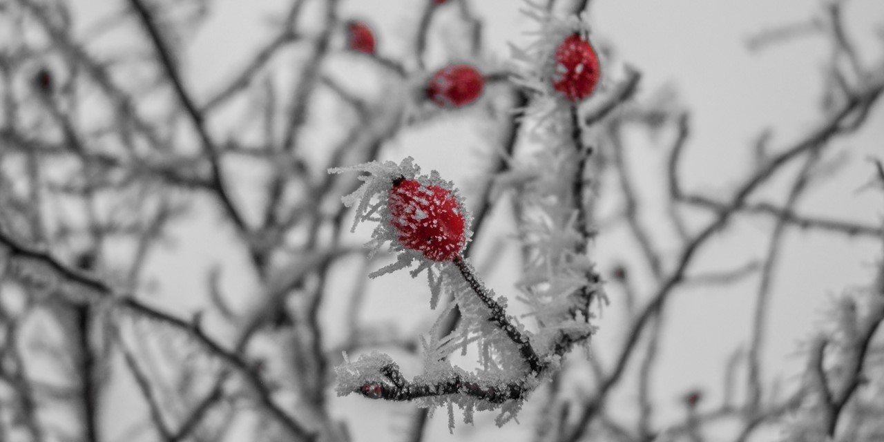 Fantasie Blanco verhouding Zes wilde eetbare planten in de winter - Wandel