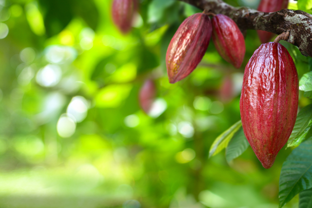 Cacao Een Gezond Recept Voor Elk Seizoen: Cacaobonen