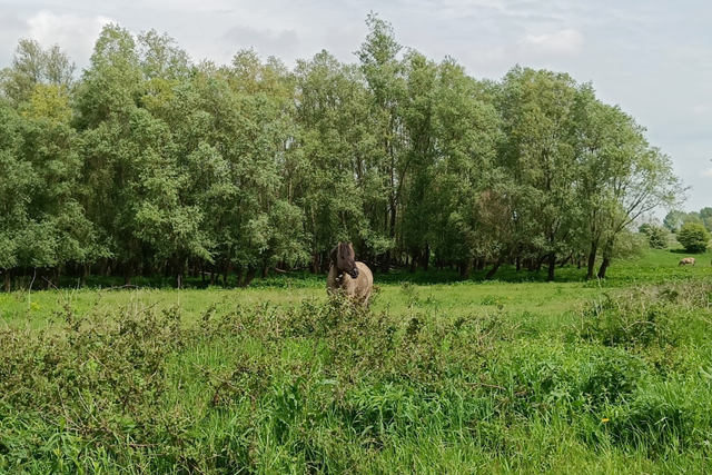 Trage Tocht Beek Duivelsberg, Ooijpolder