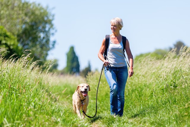 Hoe Maak Je Wandelen Comfortabel Voor De Hond Als Je Langere Afstanden Aflegt: labrador riem