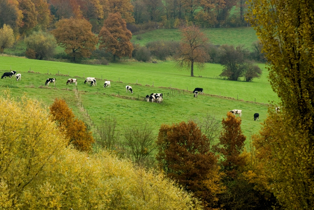 Het Krijtlandpad Slingeren Door Het Heuvelland Van Zuid Limburg - Wandel