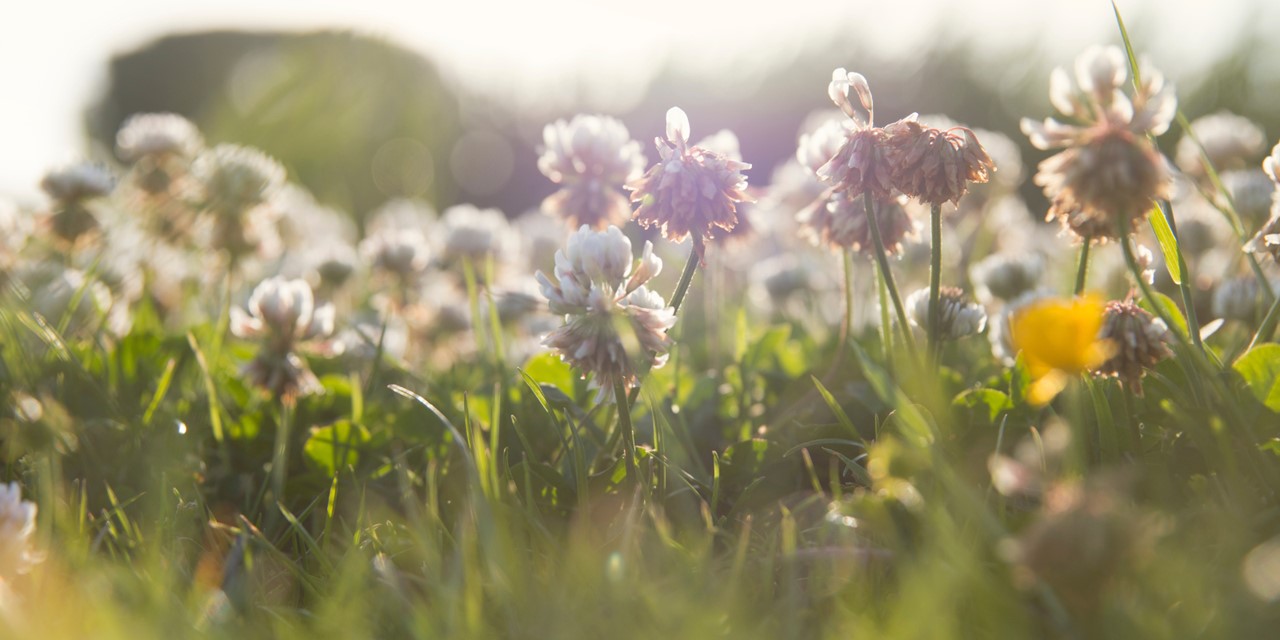 Wat Groeit En Bloeit Er In De Berm