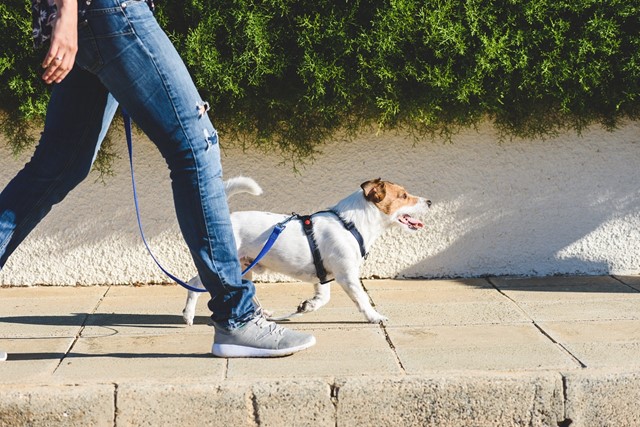 Hoe Maak Je Wandelen Comfortabel Voor De Hond Als Je Langere Afstanden Aflegt: hond stoep