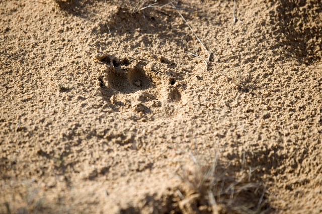 Wat Moet Je Doen Als Je Tijdens Je Wandeling Een Wolf Tegenkomt, sporen in het zand