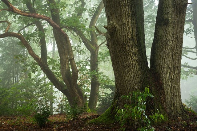 Landgoedwandelingen: Pracht en praal op Landgoed Mookerheide; boomboeket