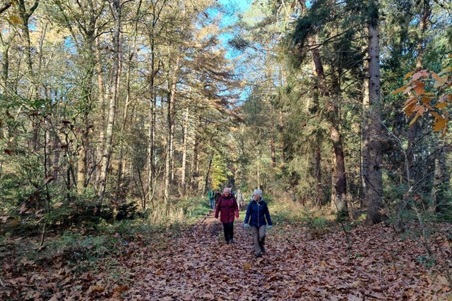 Wandelroute NP Dwingelderveld Anserdennen Route Dwingelderveld Van Heide Naar Houtwinning