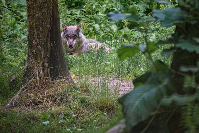 Wat Moet Je Doen Als Je Tijdens Je Wandeling Een Wolf Tegenkomt, in het bos