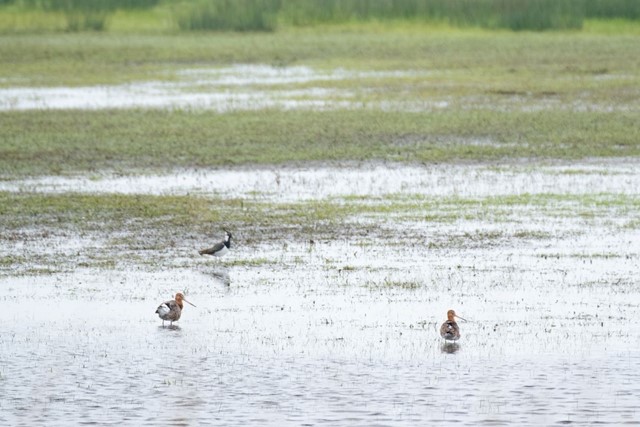 Wandelen In De Ijstijd 10.000 Jaar Strijd Tegen Het Water In Schokland: Schokland vogels
