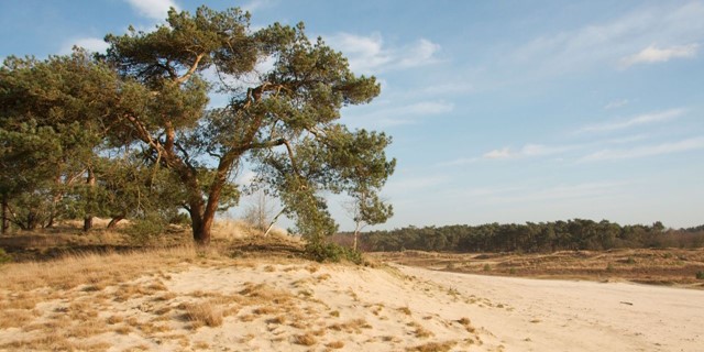 afbeelding van een boom en veel zand op de Loonse en Drunense Duinen.