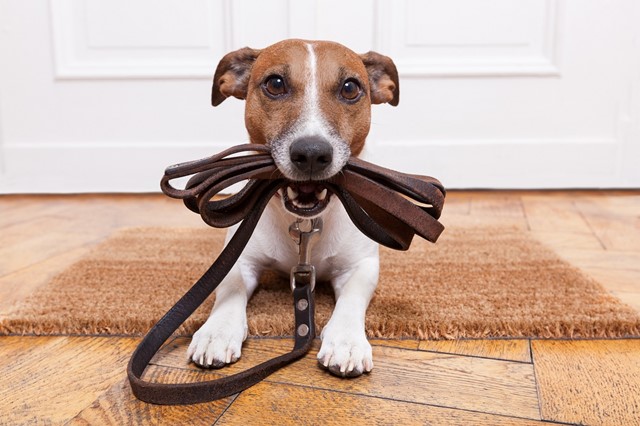 Hoe Maak Je Wandelen Comfortabel Voor De Hond Als Je Langere Afstanden Aflegt: Hond huis