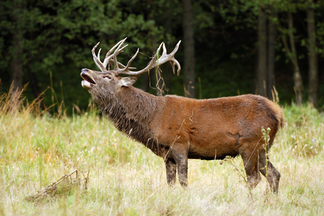 Trage Tocht Posbank Veluwezoom Wilde Dieren