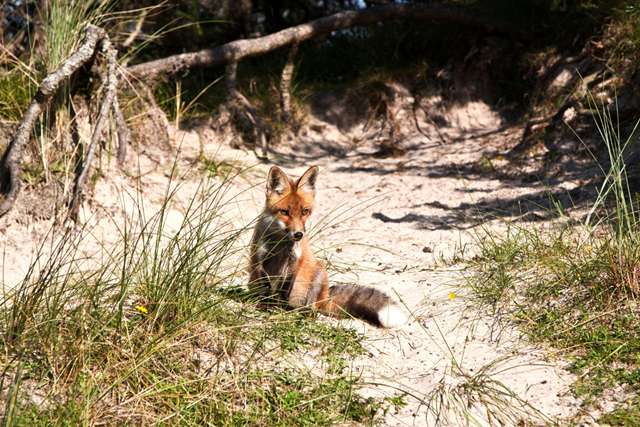 Boswachterspad Zuid Holland Berkheide Vossen Spotten