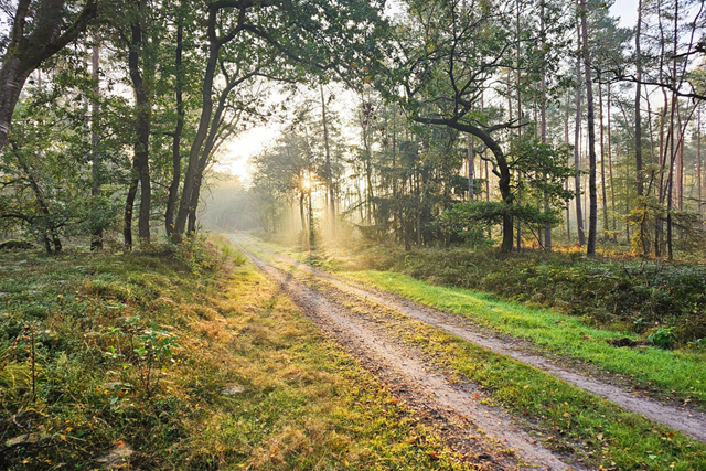 Wandelroute Veluwe Hendrik Mouwenveldroute Ideale Wildspot Route