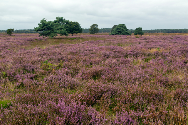 Trage Tocht Balloo Vettenbos, Balloërveld