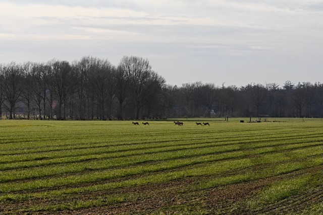 Klompenpad Termatenpad Landgoed Geerestein