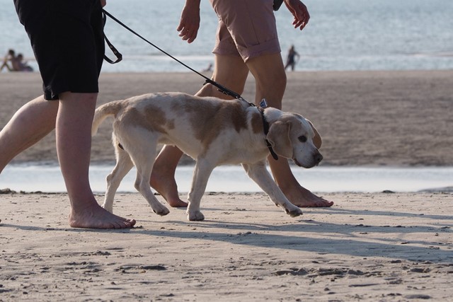 Hond op het strand