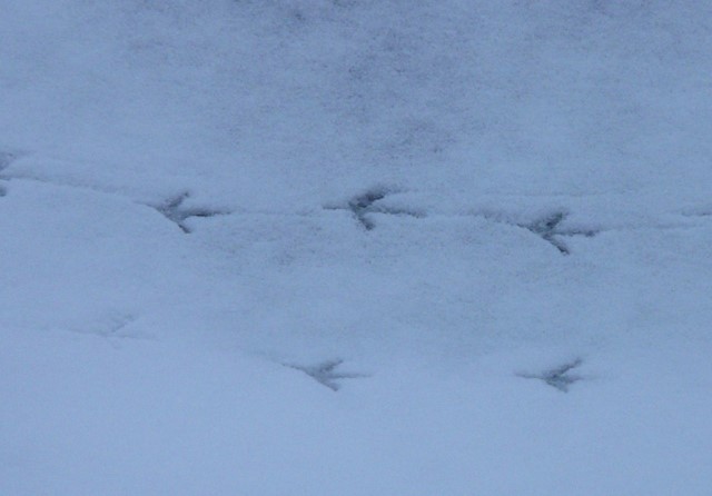 Pootafdrukken van een vogel in de sneeuw