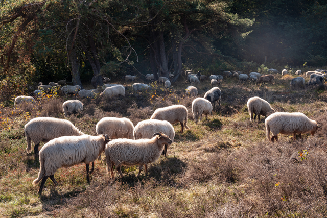 Trage Tocht Balloo Vettenbos, Schaapskooi Balloërveld