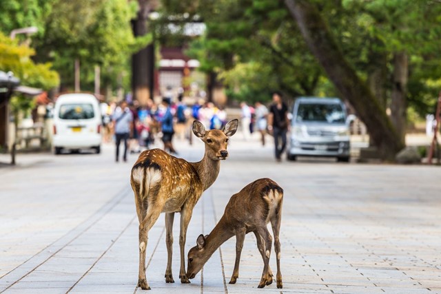 Park met herten in Nara