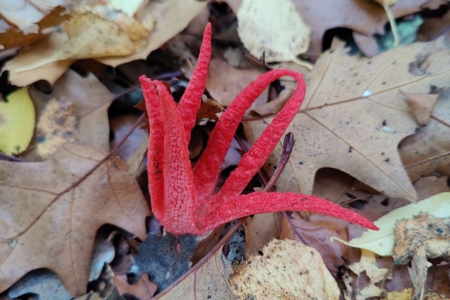 Een wandelreis in Drenthe: genieten van de herfst in optima forma