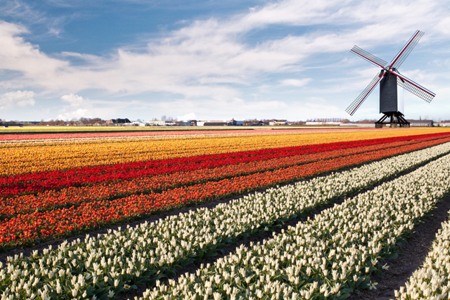 Pionierspad (LAW 1 2) Etappe 6 Klokbekerweg Hollandse Hout Tulpenvelden