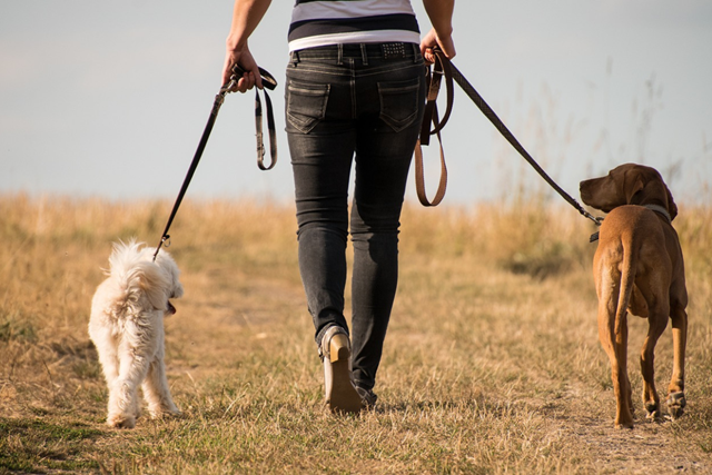Hoe Maak Je Wandelen Comfortabel Voor De Hond Als Je Langere Afstanden Aflegt: twee honden