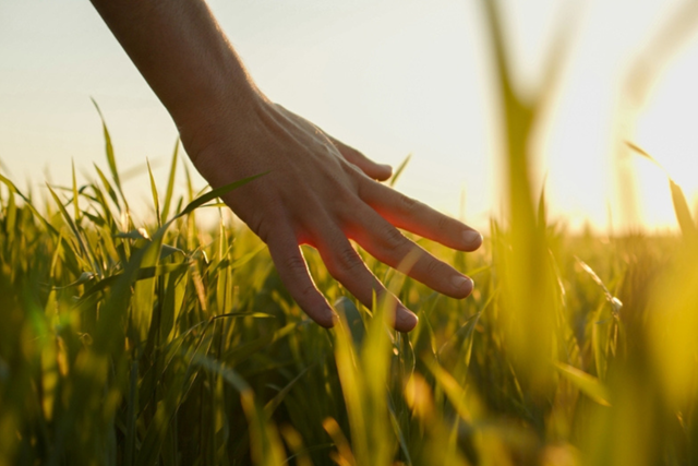 Wandelen Met En Tegen Angst: Hand gras