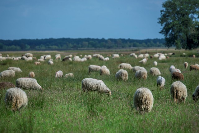 afbeelding van schapen op de weide.