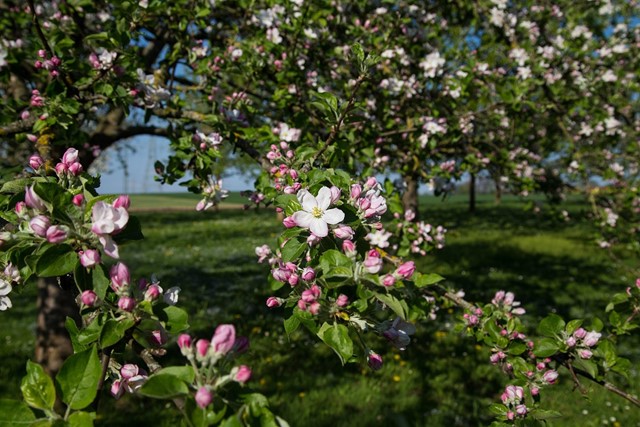 Afbeelding 1 | Wandelen in de lente: 5 routes langs bloeiende fruitbomen