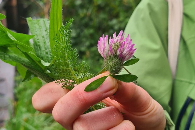 Plandelman ontmoet... Wildplukker Esther de Groot - Weet wat je eet