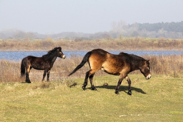 Konikpaarden in Nationaal Park Zuid-Kennemerland