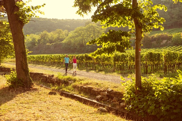 GOLD Gemeinsamer Spaziergang Vorbei An Den Weinreben Bei Deidesheim