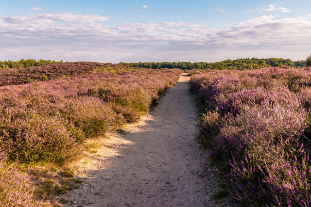 Rolstoelvriendelijke Routes Rolstoelvriendelijke Wandelroute De Hoge Veluwe, Landschappenpad