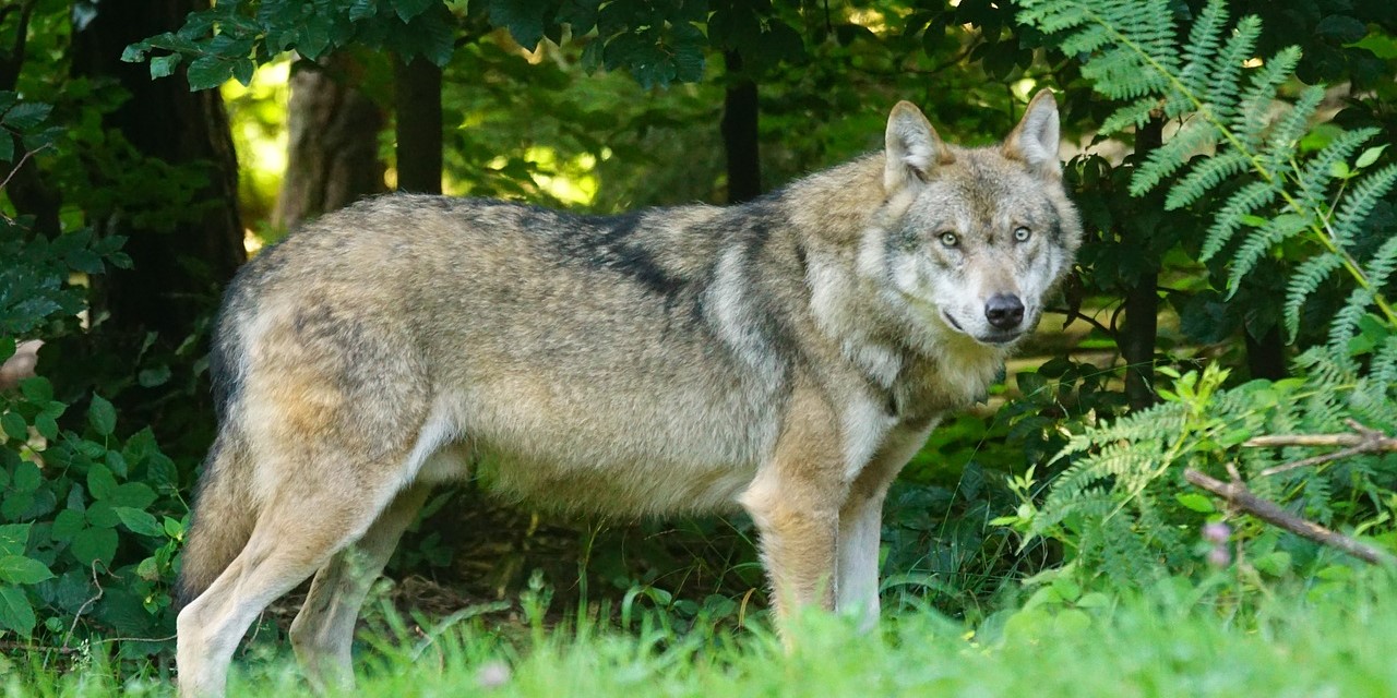 Een wolf