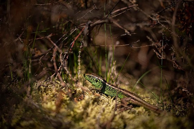 Landgoedwandelingen: Pracht en praal op Landgoed Mookerheide; zandhagedis