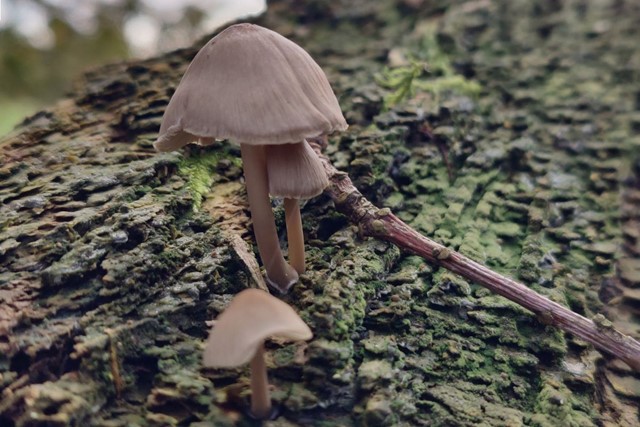 Bos En Heideroute Dwingelderveld Bijzonderheden Onderweg