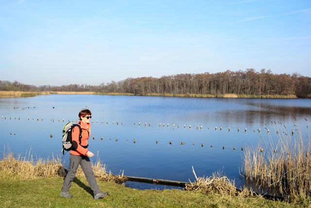 wandelaar langs het water in de polder.