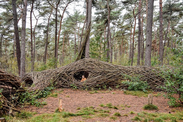 Bosland het grootste avonturenbos van Vlaanderen: vlinderwandeling in het Kattenbos.