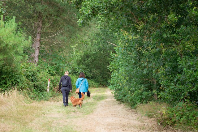 Met de hond wandelen op Texel: het Krimbos