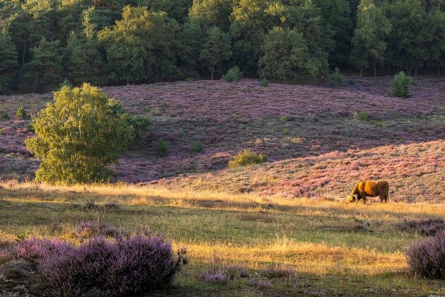 Landgoedwandelingen: Pracht en praal op Landgoed Mookerheide; heide met Schotse hooglander