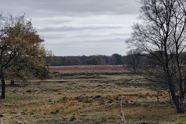 Wandelroute NP Dwingelderveld Jac. P. Thijsse Wandelroute Geschiedenis Dwingelderveld