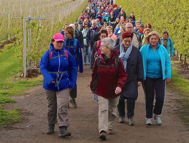 Wandelaars wandelen tussen wijnstokken