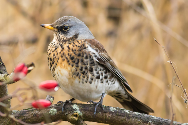 Boswachterspad Zuid Holland Berkheide Vogeltrek