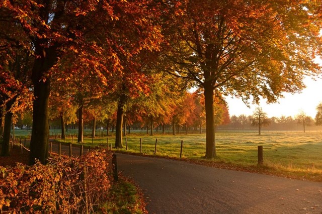 Herfstfoto van kleurrijke bomen rondom weilanden, Foto: Carin Bert Nelissen