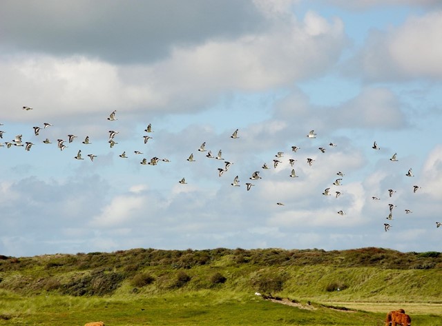 Wandelen op Ameland in een duinrijk, groen gebied, zwerm vogels vliegt in de lucht. 