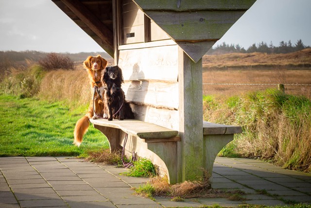 Met de hond wandelen op Texel: bij Ecomare
