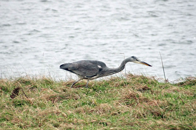 Groene Hartpad Etappe 4 Ouderkerk Ad Ijssel – Rotterdam Schollebos