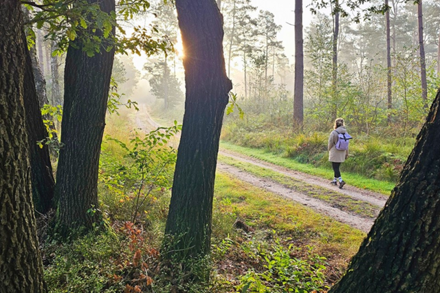 Wandelroute Veluwe Hendrik Mouwenveldroute