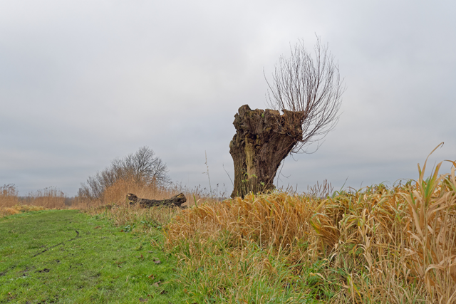 Groene Hartpad Etappe 8 Zoetermeer – Zoeterwoude Zoetermeerse Plas